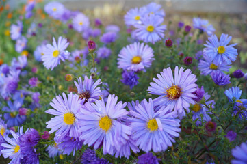 Lilac small daisies - the last autumn flowers. Hello from a sunny summer!     