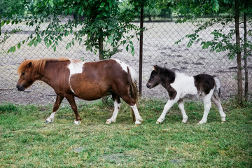 Naklejka na ściany i meble Pony horses on the farm