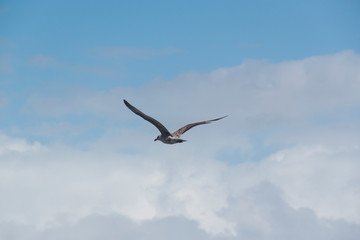 Flying bird