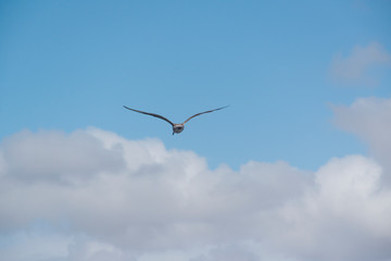 Flying bird