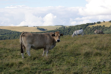 Vache de l'Aveyron