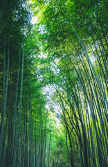 Obraz premium Bamboo forest at Arashiyama district in Kyoto, Japan.