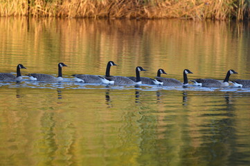 rentree du soir des oies