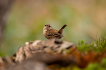 Fototapeta premium Wren, Troglodytes troglodytes