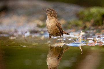 Wren, Troglodytes troglodytes