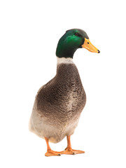 male brown duck isolated