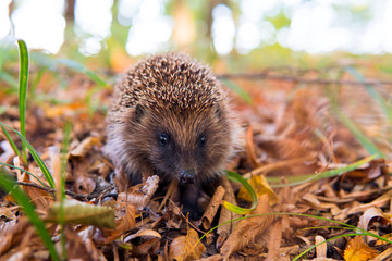 Hedgehog, wild, native, European hedgehog in colourful Autumn or Fall natural habitat with gold leaves. Scientific name: Erinaceus europaeus.