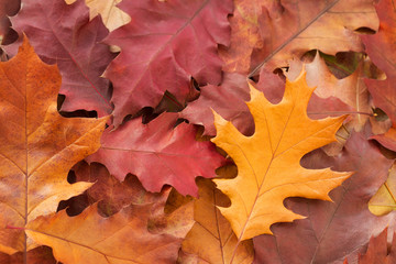Naklejka na ściany i meble Fallen red oak leaves. Autumn.