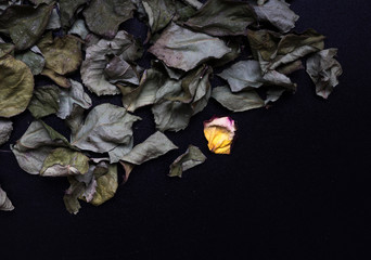 Rose leaf on faded leaves pattern, black background, with space for text