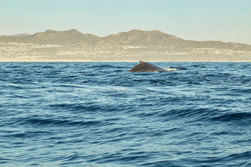 Fototapeta na wymiar whales in Pacific Ocean near Cabo San Lucas