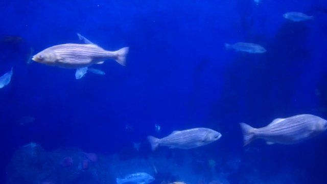 poissons