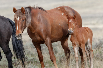 Wild Mare and Foal