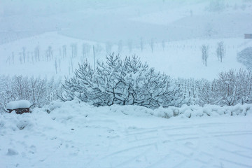 Beautiful winter nature with lots of snow. A lot of snow on the branches of trees. Snowy winter in Europe. 