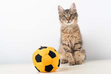 Little four month mixed breed kitten with football ball