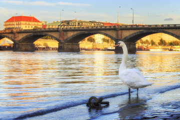 A white graceful swan stands on the stone pavement of the Vltava River in Prague.