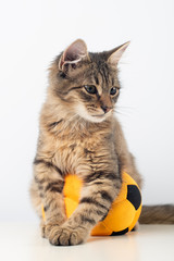 Fototapeta premium Little four month mixed breed kitten with football ball