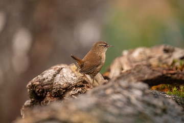 Wren, Troglodytes troglodytes