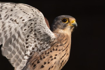 Turmfalke