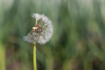 dandelion with an incomplete bud of seeds