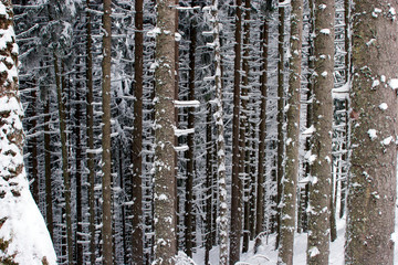 Fototapeta premium Зимняя ель/Winter spruce