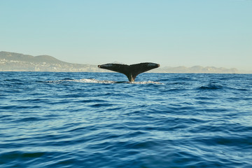 Naklejka premium whales in Pacific Ocean near Cabo San Lucas