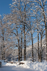 Зимние дерево/Winter tree