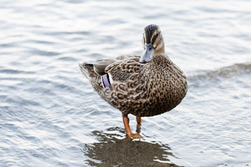 savage mallard duck female