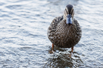 savage mallard duck female
