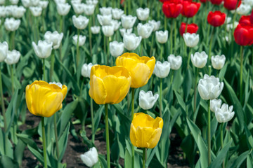 Obraz premium Тюльпан/Tulip