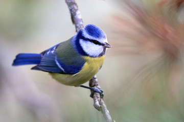 blue tit