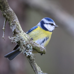 blue tit