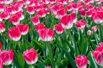 Тюльпан/Tulip