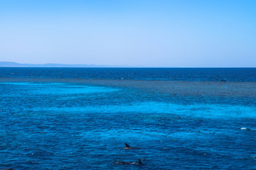 Coloring dolphins against the backdrop of the red mora in Egypt. Oceanic fauna with animals. Stock photo for tourist design
