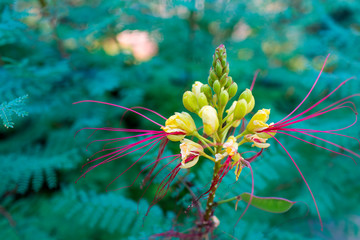 Erythrostemon gilliesii