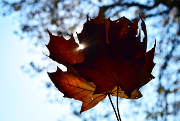 red maple leaf