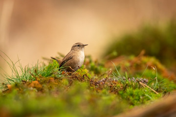Wren, Troglodytes troglodytes