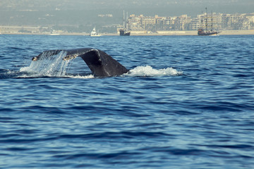 Fototapeta premium whales in Pacific Ocean near Cabo San Lucas