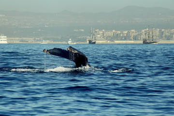 whales in Pacific Ocean near Cabo San Lucas