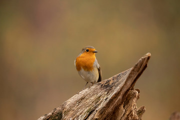 Fototapeta premium Robin, Erithacus rubecula