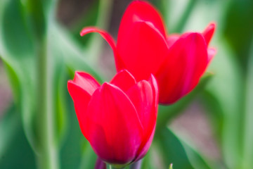 Тюльпан/Tulip