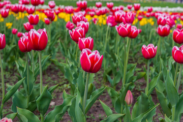 Тюльпан/Tulip