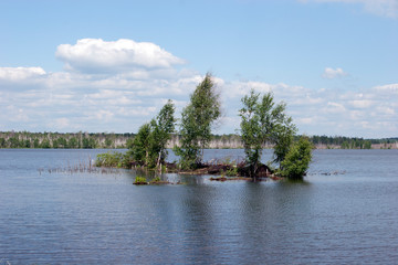 Болото/Swamp