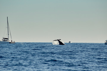 whales in Pacific Ocean near Cabo San Lucas