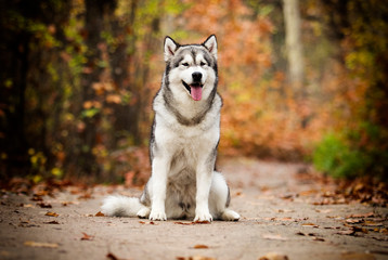 Alaskan Malamute dog for a walk in the woods