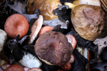 variety of raw edible mushrooms at close range