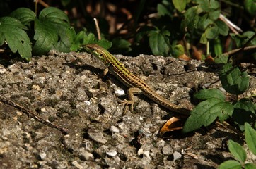 Lacerta viridis; immature green lizard sunning in Liguria