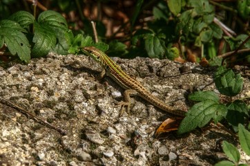 Lacerta viridis; immature green lizard sunning in Liguria