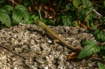 Lacerta viridis; immature green lizard sunning in Liguria
