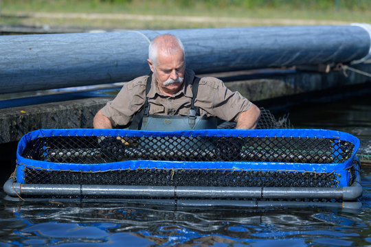 Man stood in contained area for fish farming
