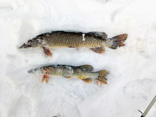 Winter fishing for spinning, two pikes are located on the snow
